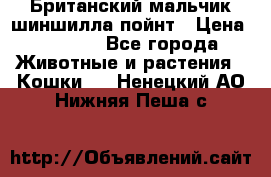 Британский мальчик шиншилла-пойнт › Цена ­ 5 000 - Все города Животные и растения » Кошки   . Ненецкий АО,Нижняя Пеша с.